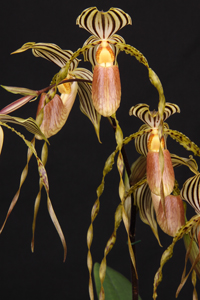 Paph. Yellow Tiger Von Weltz AM 84 pts.